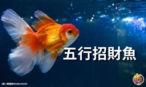 風水魚 數量|養魚招財：最佳魚隻數量